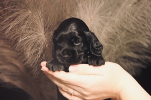 Rose Honey Blush - 3 weeks old