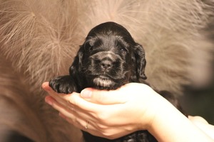 Raspberry Sparkle Elegance - 3 weeks old
