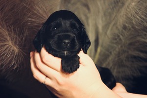 Rare Elixir - 3 weeks old